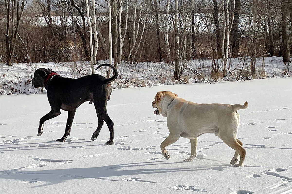 Carrefour du Lac Brompton animaux